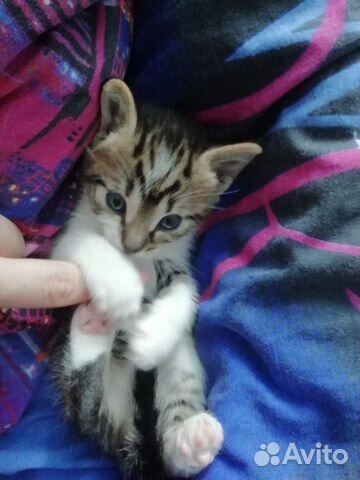 Кошка Кошка