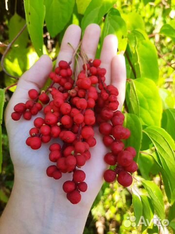 Лимонник китайский саженцы