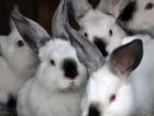 Кролики молодняк объявление продам