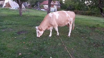 Корова и бык корова отельтца в январе месяц, бык 8 - фотография № 1