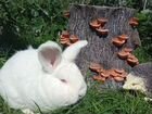 Новозеландские белые кролики объявление продам