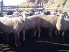 Овцы катумские объявление продам