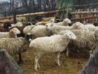 Овцы проклятые объявление продам