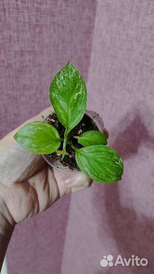 Спатифиллум сенсация вариегатный