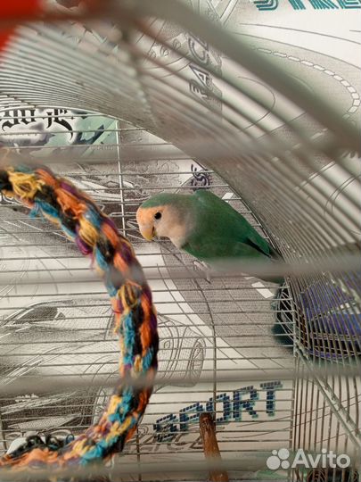 Попугаи неразлучники