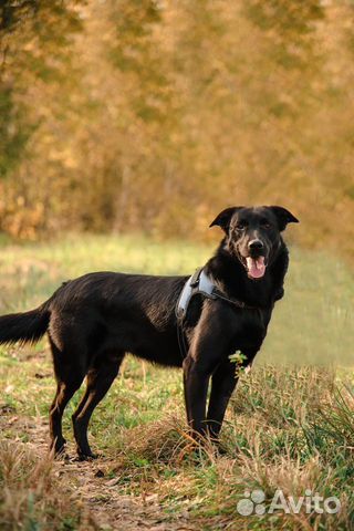 Шеф, почти лабрадор, ищет дом