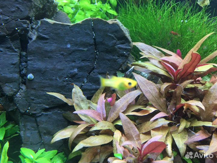 Креветки Вишни, аквариумные растения