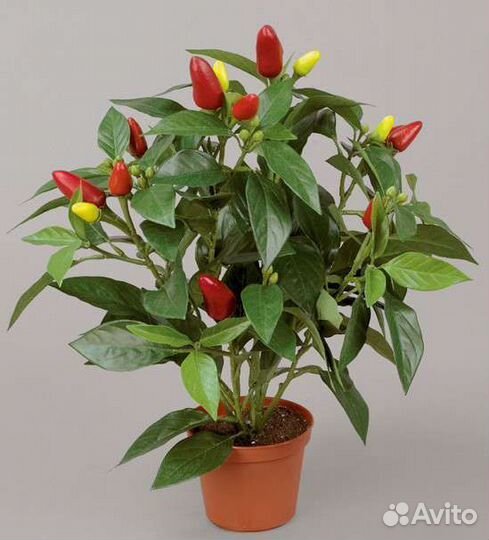 Перец комнатный острый