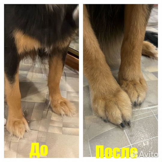 Стрижка и экспресс-линька собак