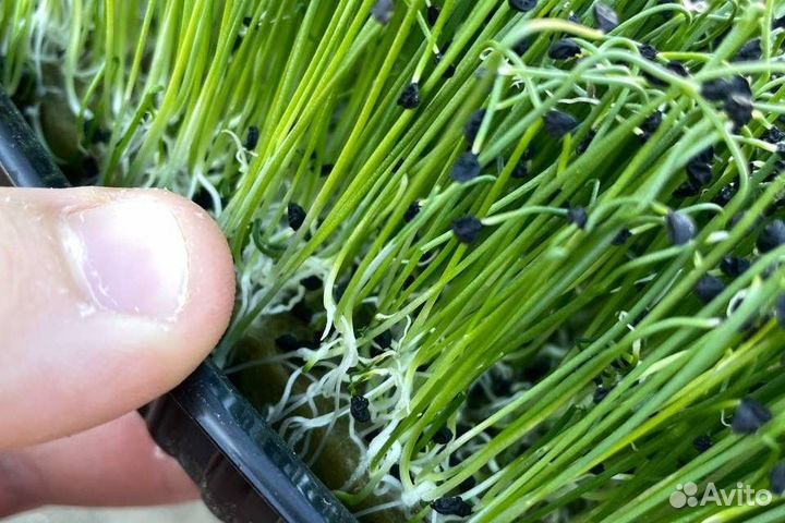 Семена микрозелени оптом