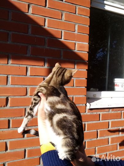 Отдам котят5месяцев