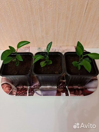 Мандариновое дерево