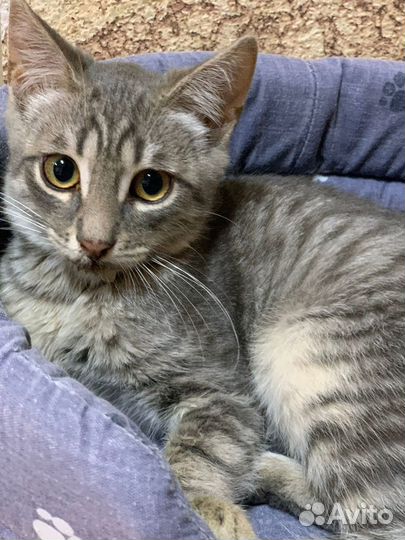 Котенок ищет дом