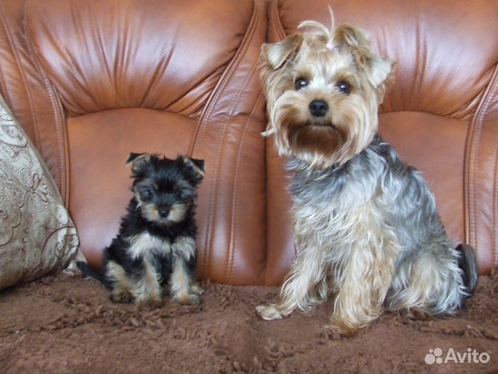 Йоркширский терьер