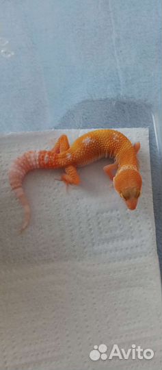 Эублефар малыши