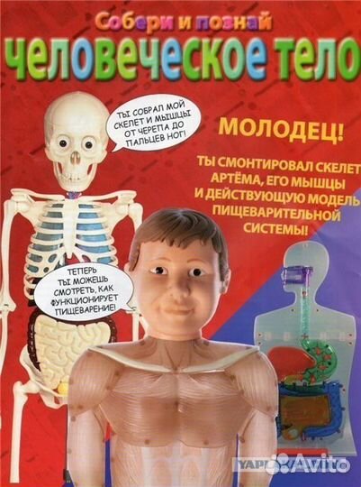 Скелет Артемка