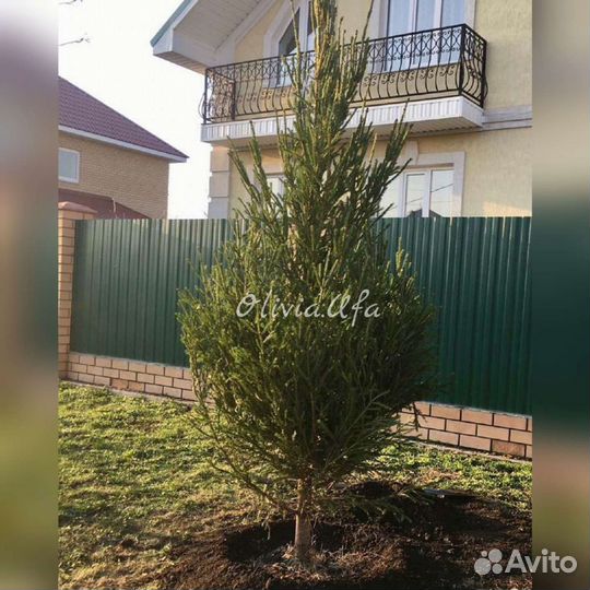 Крупномеры ель, сосны