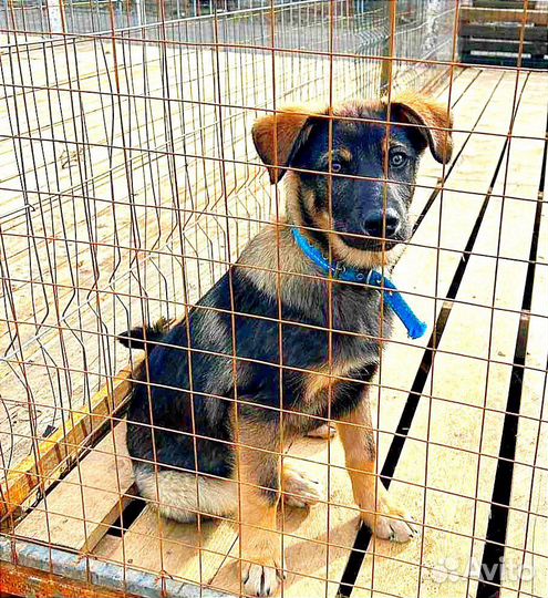 Отдам в добрые руки