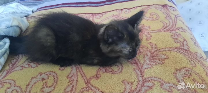 Котята бесплатно