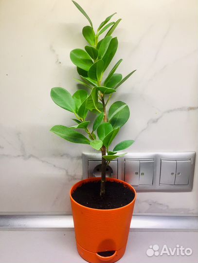 Фикус Мокламе (Моклейм)