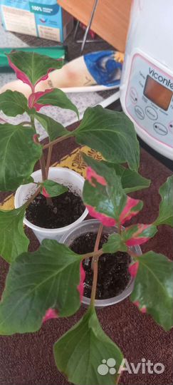 Комнатные растения