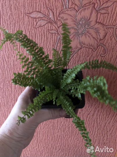 Комнатные цветы