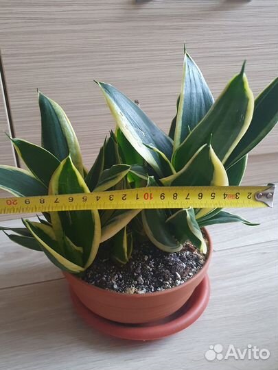 Сансевиерия ханни крео