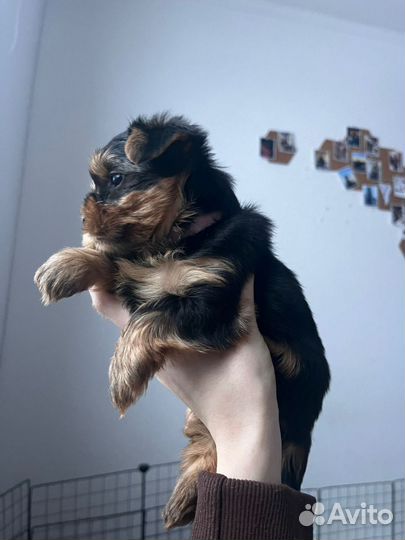 Йоркширский терьер щенки