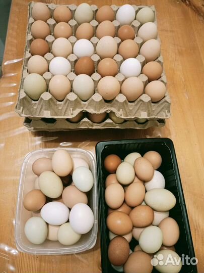 Домашние куриные яйца