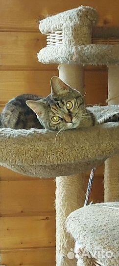 Кошка-Брошка