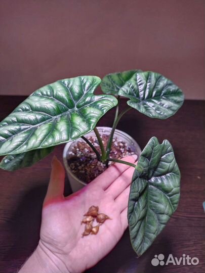 Алоказия Синуата, Принцепс (бульбы)