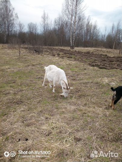 Козы дойные