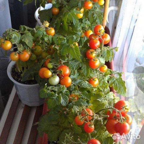 Комнатные томаты(семки)