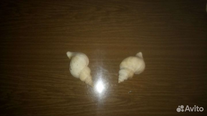 Раковины морские