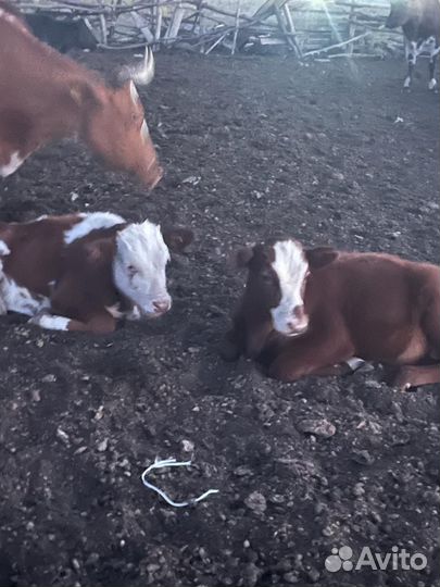 Два бычка и телята