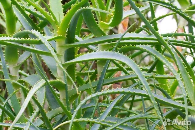 Алоэ столетник