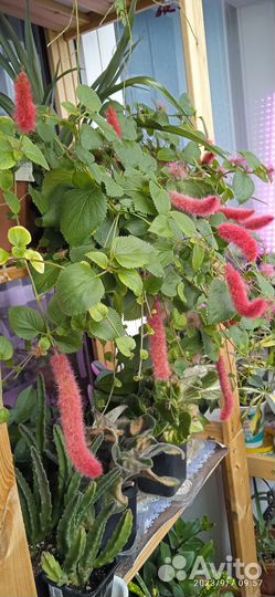 Лисий хвост и фикус каукученосный