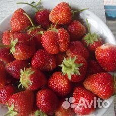 Рассада ремонтантной клубники