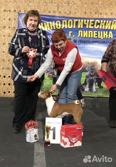 Щенки басенджи