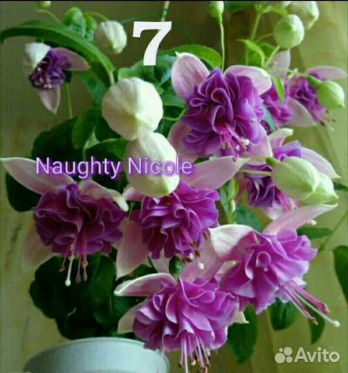 Сортовые фуксии