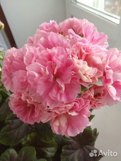 Пеларгонии сортовые