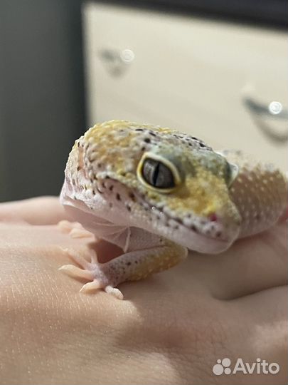 Ящерица эублефар