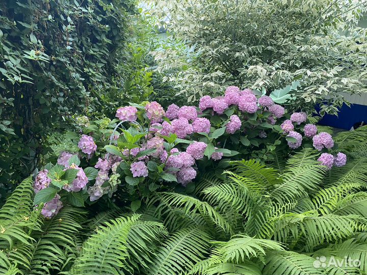 Саженцы садовых цветов