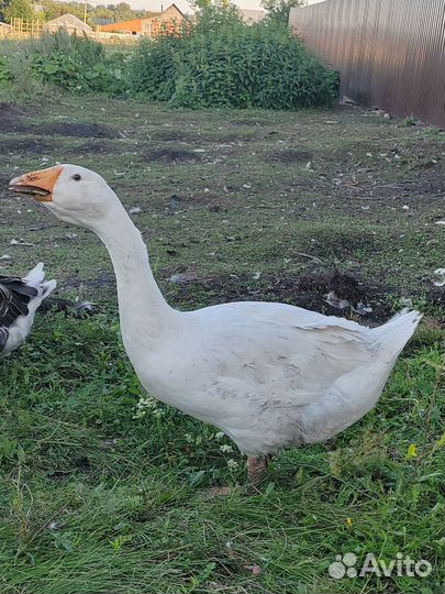 Гусь породы Линда