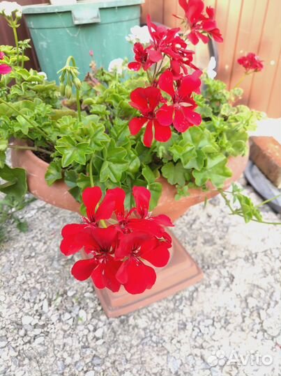 Герань пеларгония