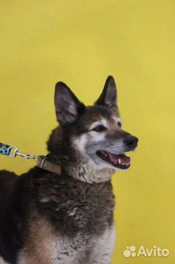 Вся его жизнь - приют