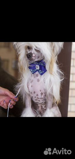 Китайская хохлатая пуховая