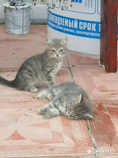 Котята в добрые руки