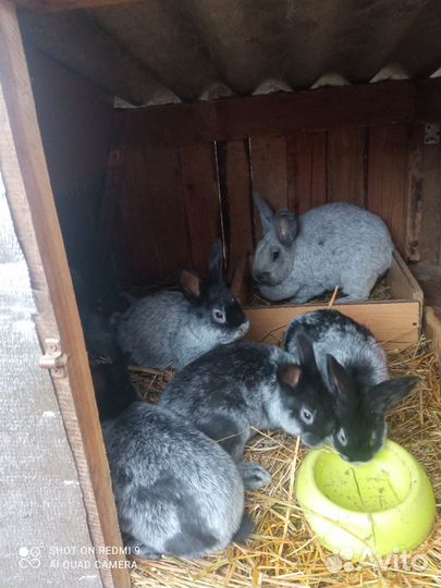 Кролики мясных пород