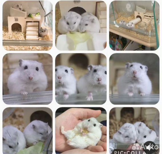 Джунгарские хомячки эксклюзивных окрасов